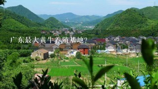 广东最大黄牛养殖基地？