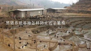 黑猪养殖基地怎样防止近亲繁殖