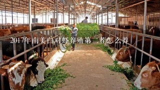 2017年南美白对虾养殖第二茬怎么养