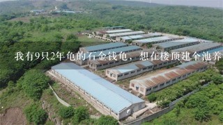 我有9只2年龟的石金钱龟，想在楼顶建个池养殖，热天会不会太热，养在楼顶热天和冬天有没有问题？