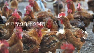 河虾养殖有什么饲料