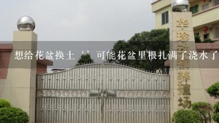 想给花盆换土‘’可能花盆里根扎满了浇水了也拔不出来怎么不破坏花和盆把土弄出来.