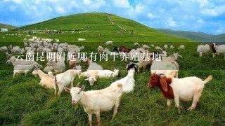 云南昆明附近哪有肉牛养殖基地