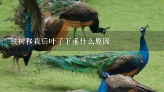 铁树移栽后叶子下垂什么原因