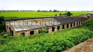 盐碱地适宜种植或饲养什么？