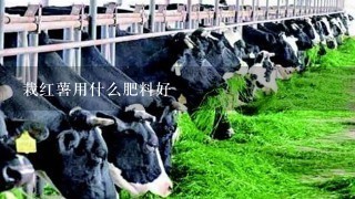 栽红薯用什么肥料好