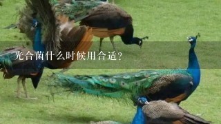 光合菌什么时候用合适？