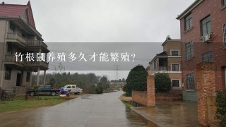 竹根鼠养殖多久才能繁殖?