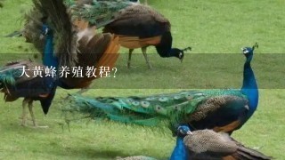 大黄蜂养殖教程？