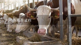 肉鸡养殖全过程