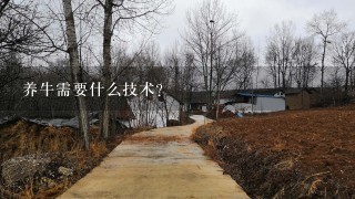 养牛需要什么技术？