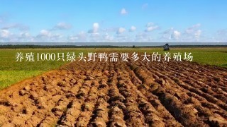 养殖1000只绿头野鸭需要多大的养殖场