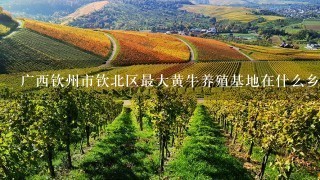 广西钦州市钦北区最大黄牛养殖基地在什么乡填