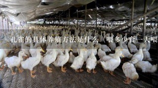 孔雀的具体养殖方法是什么（喂多少食一天喂几次喂什