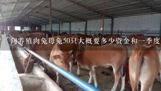 问养殖肉兔母兔50只大概要多少资金和一季度大概产多少崽？要多少只种兔配对？