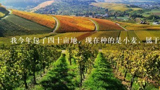 我今年包了四十亩地，现在种的是小麦，属于半沙土地租金900，种粮食租金都赚不到，求行家指点种什么好