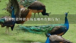 特种野猪种猪市场有哪些作假行为？