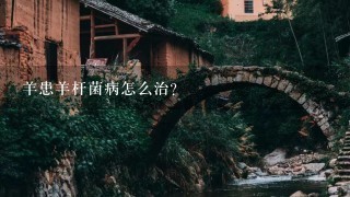 羊患羊杆菌病怎么治？