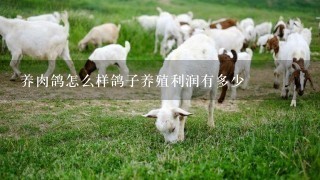 养肉鸽怎么样鸽子养殖利润有多少