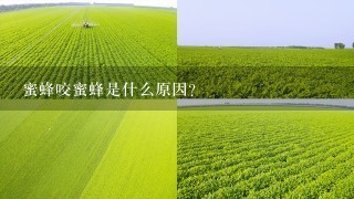 蜜蜂咬蜜蜂是什么原因？