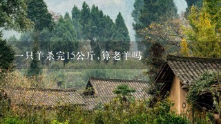 一只羊杀完15公斤,算老羊吗