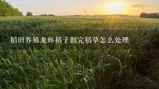 稻田养殖龙虾稻子割完稻草怎么处理