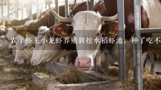 农丰虾王小龙虾养殖新挖水稻虾池，种了吃不败，水关多深？