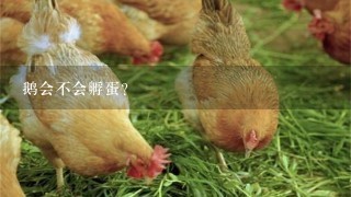 鹅会不会孵蛋？