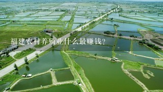 福建农村养殖业什么最赚钱？