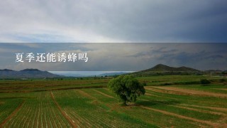 夏季还能诱蜂吗