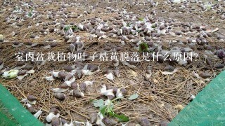 室内盆栽植物叶子枯黄脱落是什么原因？