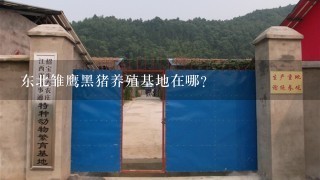 东北雏鹰黑猪养殖基地在哪？