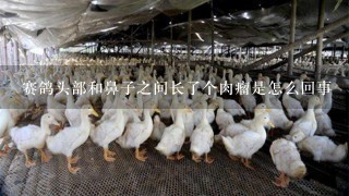 赛鸽头部和鼻子之间长了个肉瘤是怎么回事