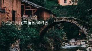 鱼缸养红草鱼如何喂养