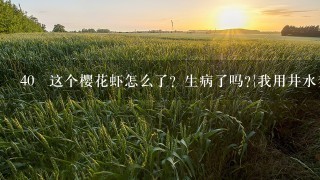 40 这个樱花虾怎么了？生病了吗?{我用井水养的}