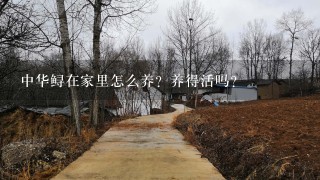 中华鲟在家里怎么养？养得活吗？