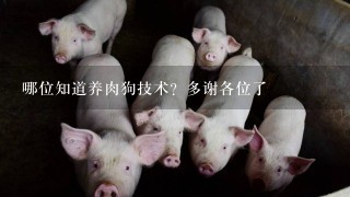 哪位知道养肉狗技术？多谢各位了