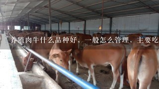 养殖肉牛什么品种好，一般怎么管理，主要吃什么，是散养还是圈养，多久可以出栏？