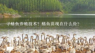 寻鳝鱼养殖技术？鳝鱼苗现在什么价？