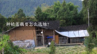 种植莲藕要怎么选地？