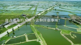 斑点池龟的养殖方法和注意事项？