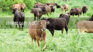 珍珠鳖饲养方法