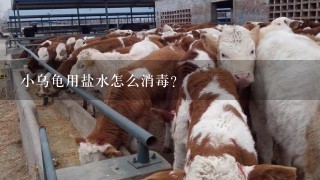 小乌龟用盐水怎么消毒?