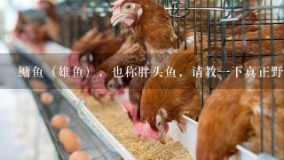 鳙鱼（雄鱼），也称胖头鱼，请教1下真正野生或生态