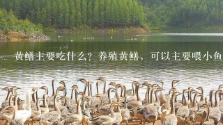 黄鳝主要吃什么？养殖黄鳝，可以主要喂小鱼吗？其他不喂或少喂？？？