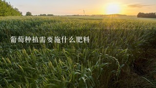 葡萄种植需要施什么肥料