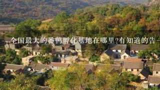 全国最大的番鸭孵化基地在哪里?有知道的告1声!