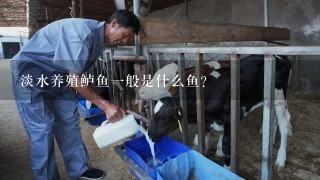 淡水养殖鲈鱼1般是什么鱼？