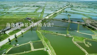 海岛黄杨盆景养殖方法？