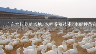 广东水蛭养殖场地/水蛭养殖技术/水蛭种苗在哪里有/水蛭人工养